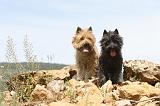 CAIRN TERRIER 139